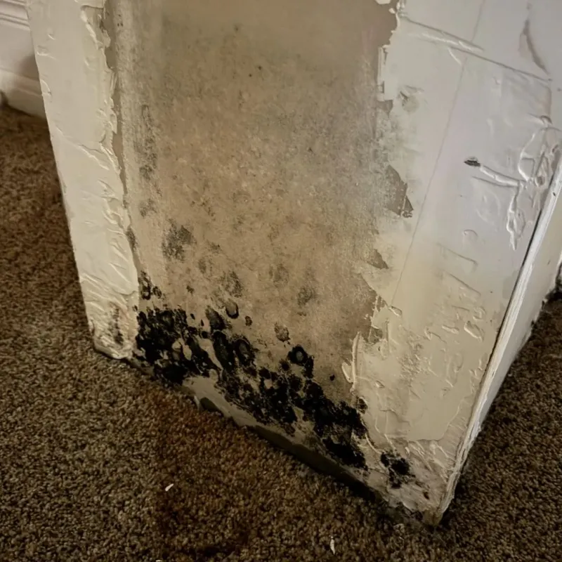 Professional Mold Removal in Hampton, MD